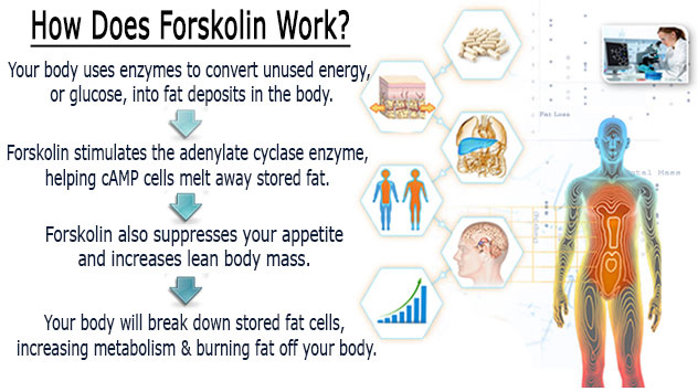 forskolin health uses